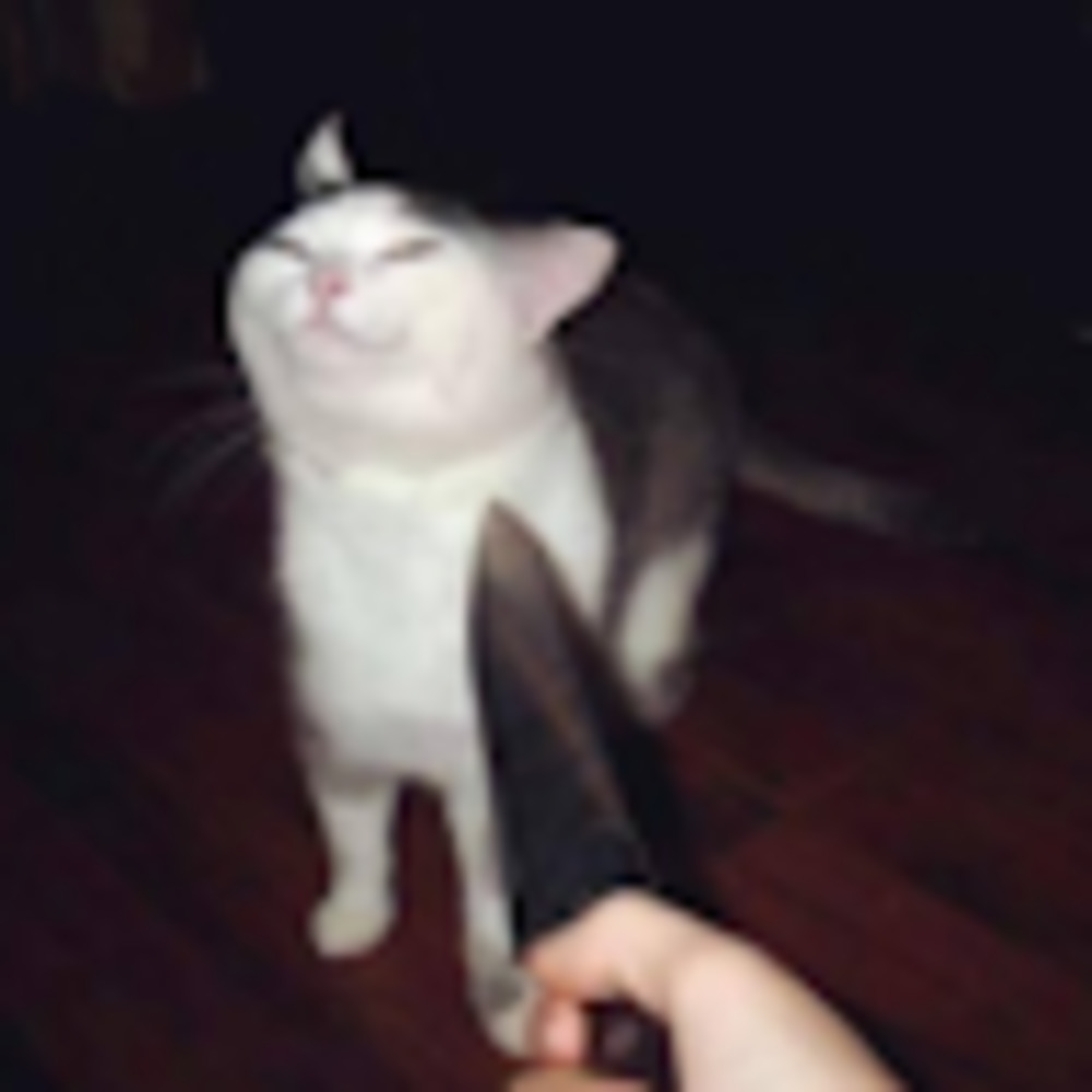 Meet your Posher, Cat